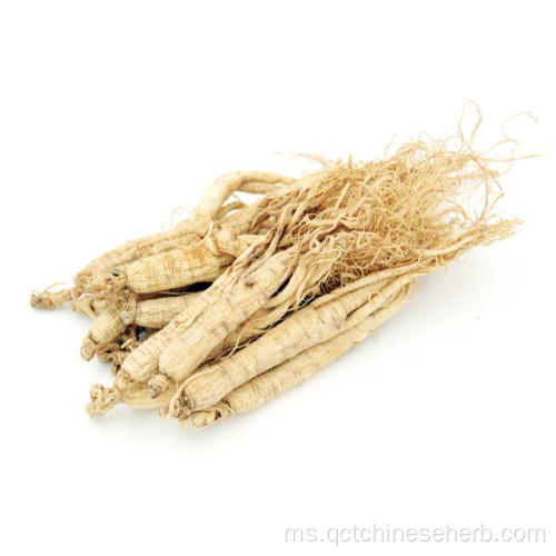 Ginseng Radix Et Rhizoma Berkualiti